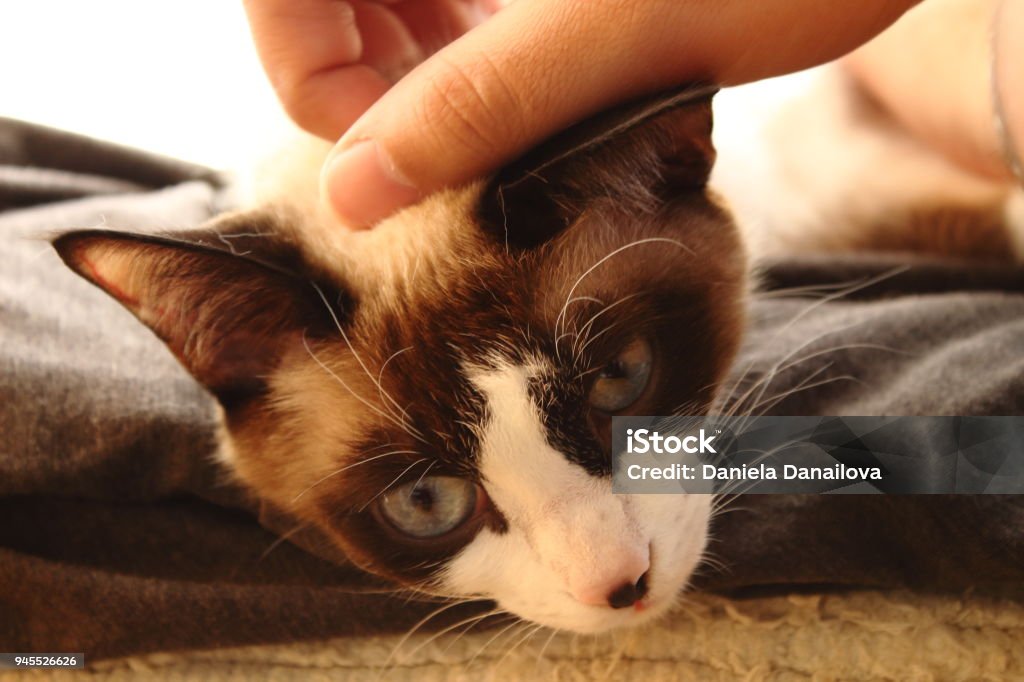 Blue eyed gato descansando en el sol - Foto de stock de Abrazar libre de derechos