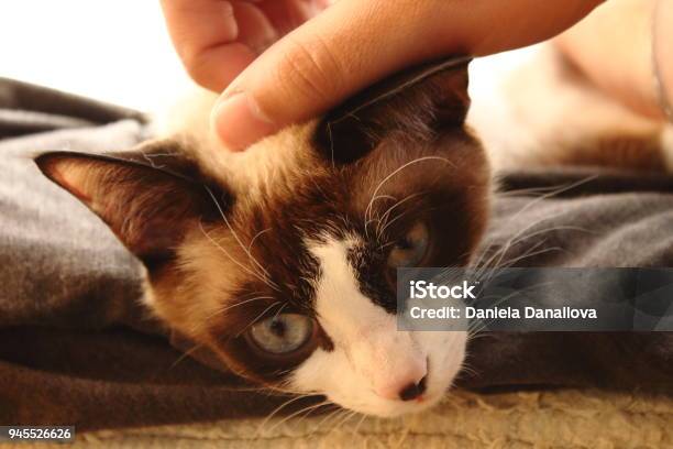 Blue Eyed Gato Descansando En El Sol Foto de stock y más banco de imágenes de Abrazar - Abrazar, Animal, Animal doméstico