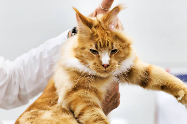 istock When a proud cat is caught by the scruff - selective focus 945542736