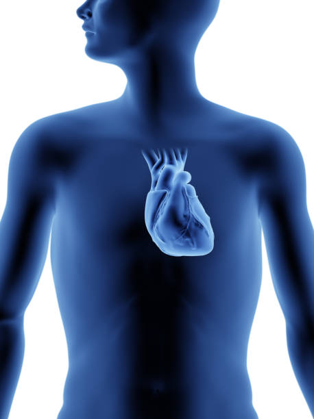 istock The Human Body - Heart 945543878
