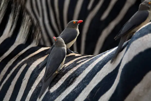Red-Billed Oxpeckers perched on the back of a Burchell’s Zebra