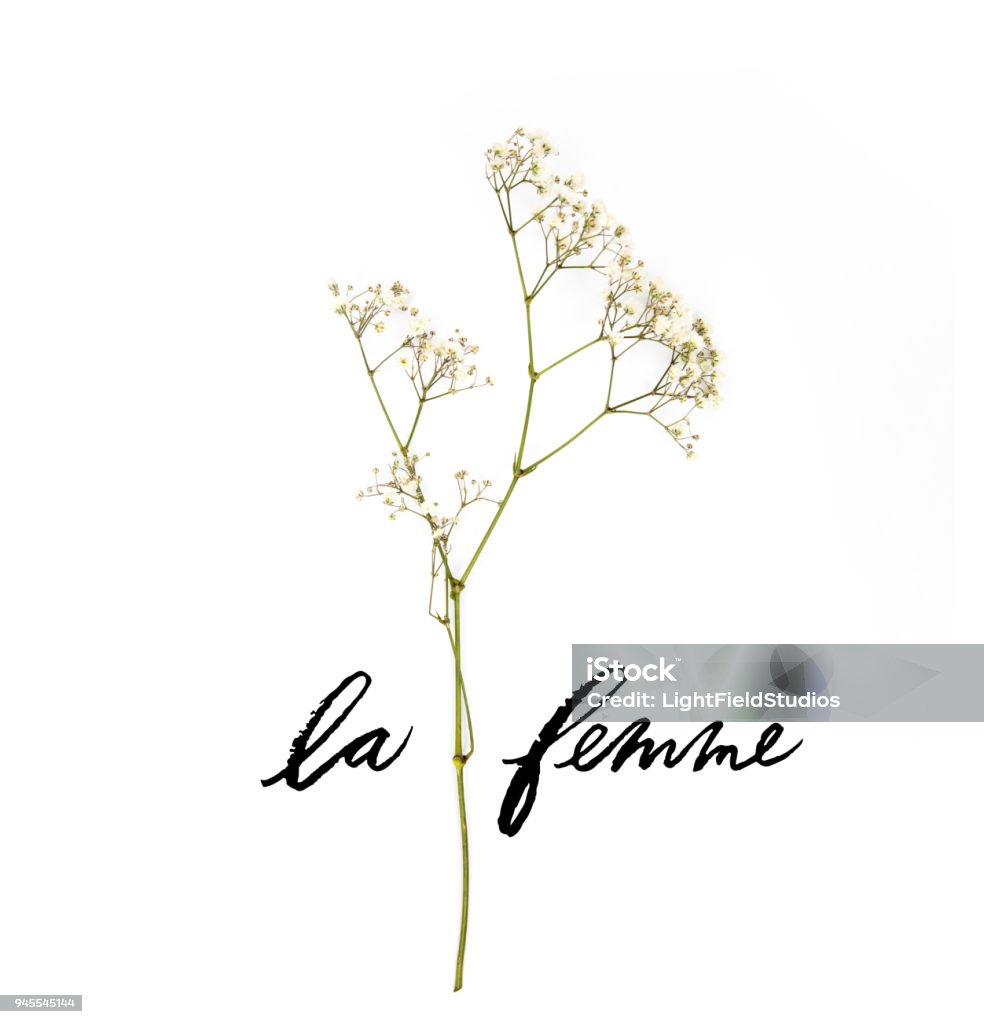 small white flowers on twig with LE FEMME lettering isolated on white Beauty Stock Photo