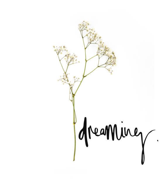 istock small white flowers on twig with dreaming sign isolated on white 945545254