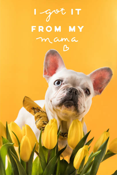 francuski buldog pies i piękne żółte tulipany z matkami dzień powitanie odizolowane na żółty - mothers day tulip yellow greeting card zdjęcia i obrazy z banku zdjęć