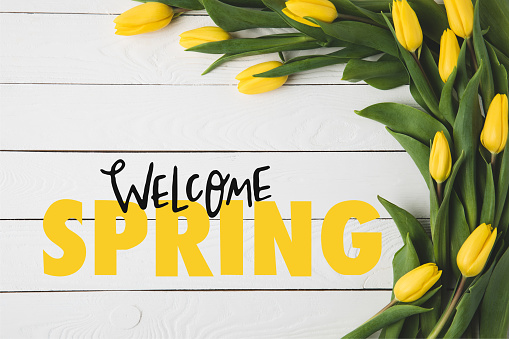 top view of beautiful blooming yellow tulips and WELCOME SPRING lettering on white wooden surface