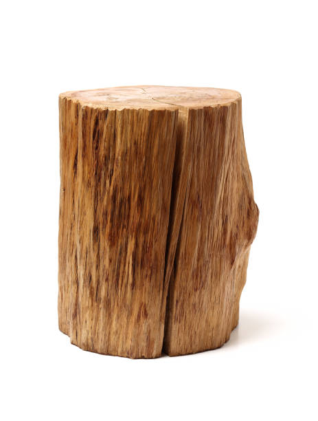 log wood isolated on a white background - trunk imagens e fotografias de stock