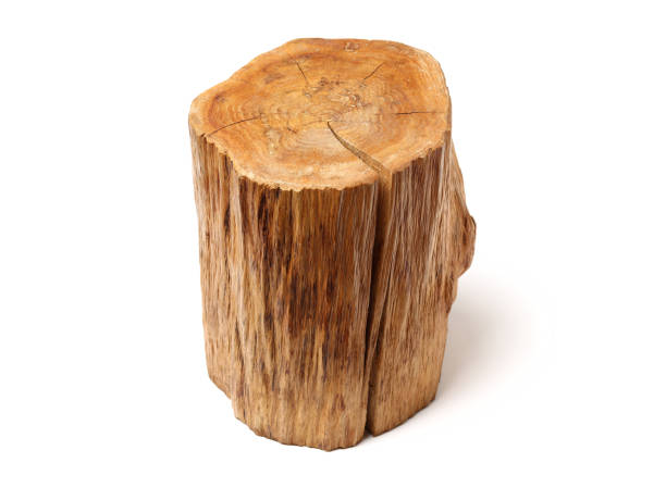 istock Log Wood isolated on a white background 945550616