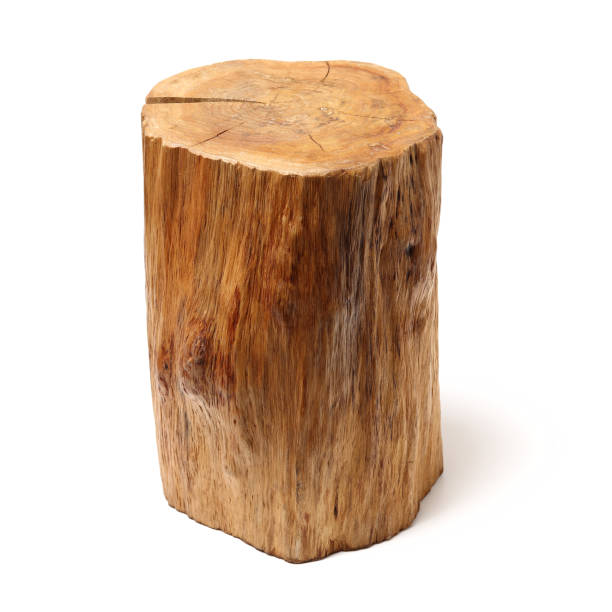istock Log Wood isolated on a white background 945550958