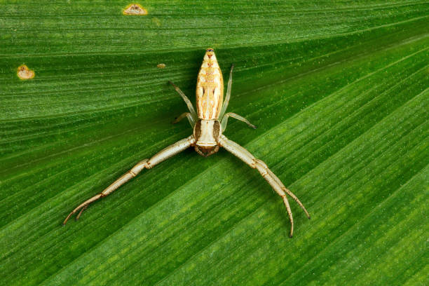 istock Crab spider, Runcinia sp., Thomisidae, Bangalore, Karnataka, India 945557156