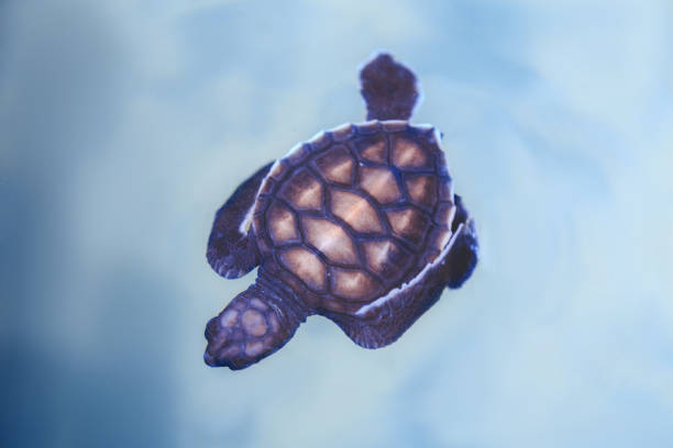 istock little turtle swims in the ocean 945557254