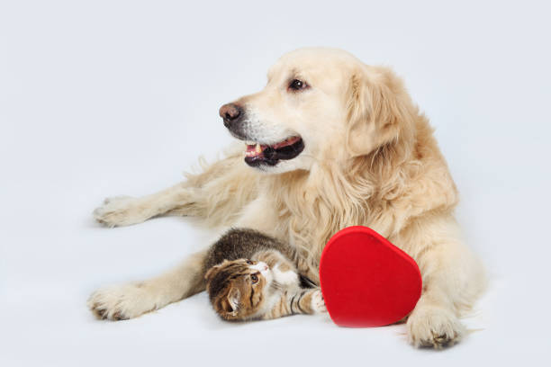 istock Golden Retriever and a small kitten lying with a red heart on a gray background 945557574
