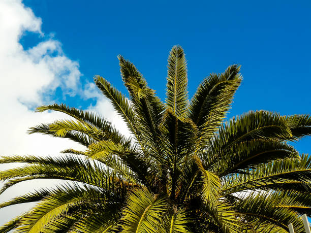 istock colors of Israel 945560210