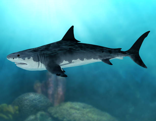 megalodon สูญพันธุ์ mega shark - เม็กกาโลดอน ภาพสต็อก ภาพถ่ายและรูปภาพปลอดค่าลิขสิทธิ์