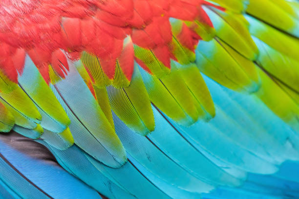 Colorful Macaw parrot. feather.