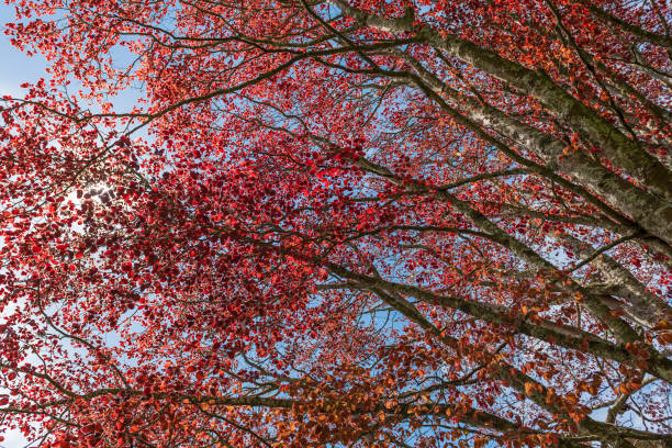 istock Canopy of red leaves against a blue sky 945564976