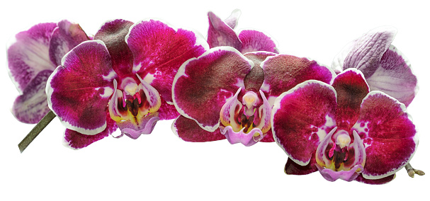 Beautiful branch of pink orchids isolated on a white background