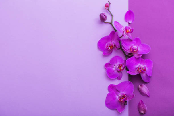 istock the beautiful orchid flowers 945574768