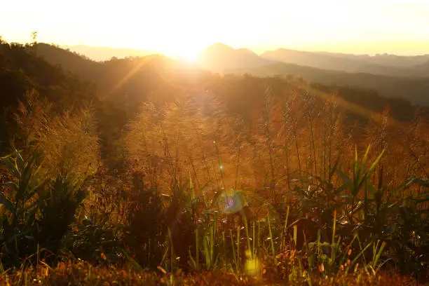 Sunrise and lens flare over a field in the Mountain, Thailand