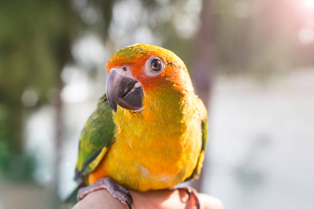 istock Cute green bird on finger, Parrot on the finger. 945577898