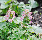 einfarbige-tubered-lerchensporn-corydalis-solida.jpg?b=1&s=170x170&k=20&c=0cXdlPHAT3tBXRe33yik_IflYR6XfNV2myue5ASkIVA=