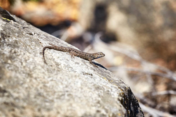 istock Western fence lizard on a rock. 945587304