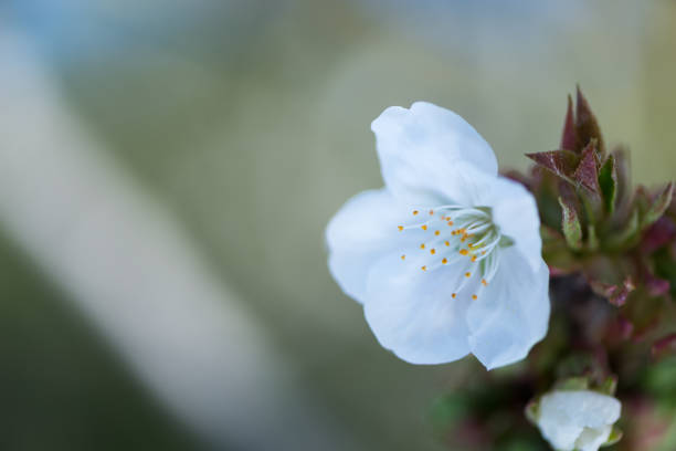 istock Cherry blossom detail 945587310