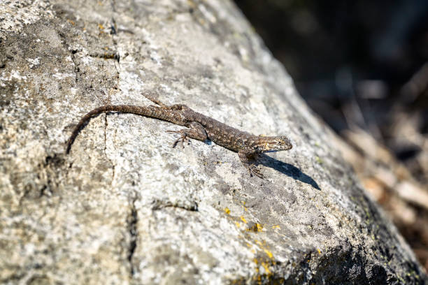 istock Western fence lizard on a rock. 945587564