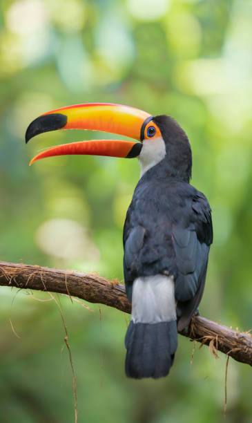 istock Toco Toucan sitting on branch in green tropical rainforest 945595628