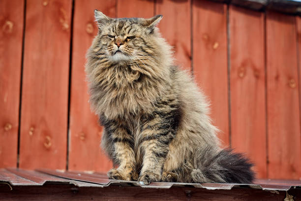 istock siberian cat on iron roof edge 945596684