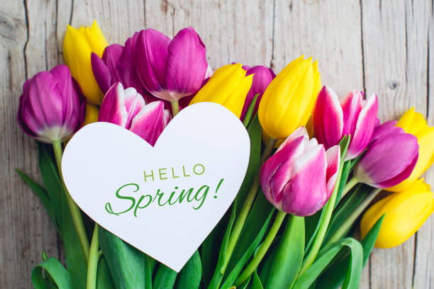 istock Spring greeting card - pink and yellow tulips 945603312