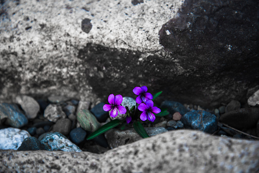 These small beautiful grassflowers were peeping from beneath the rocks