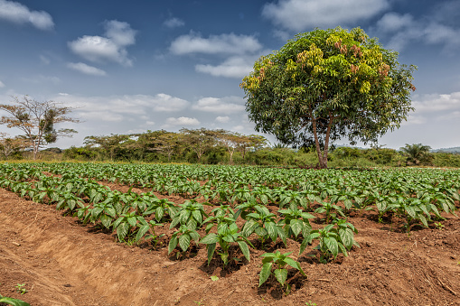Plantación rural en medio de la selva de cabinda. Angola, África. photo