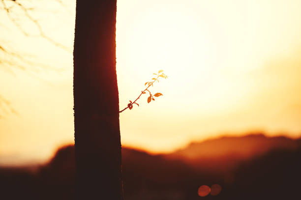 bocciolo di plum tree - sky brightly lit branch bud foto e immagini stock