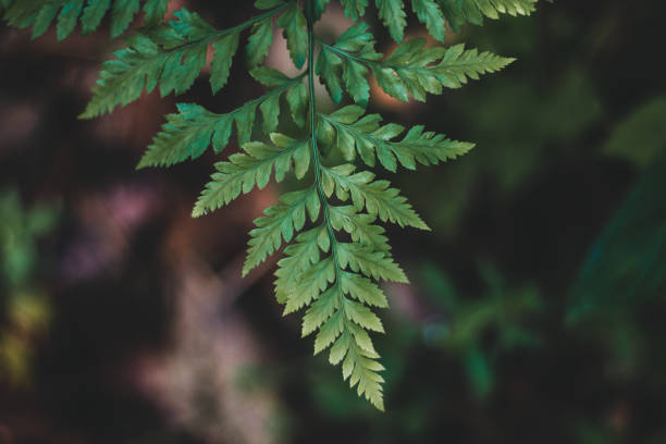 istock Close-up of Green Plant Leaf with Foliage Pattern Background 945606054