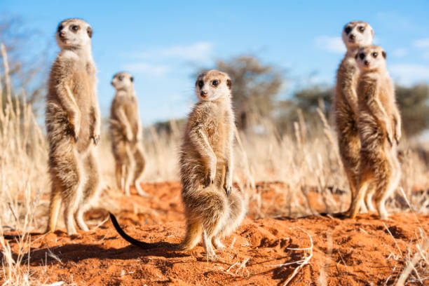 Group of meerkats A group of suricates stand guard outside their burrow system meerkat stock pictures, royalty-free photos & images