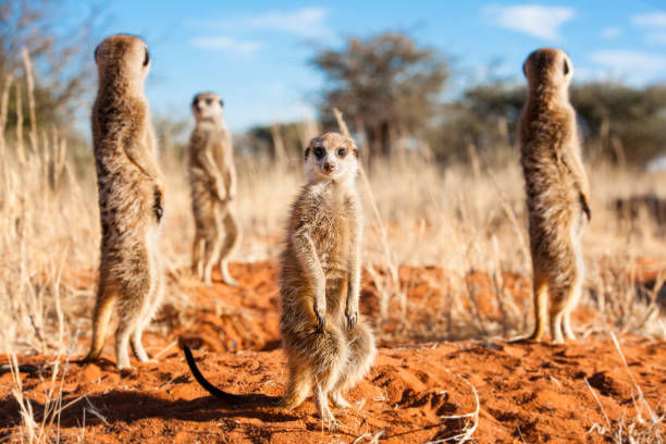 istock Group of meerkats 945606632