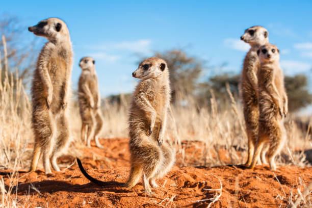 istock Group of meerkats 945606650