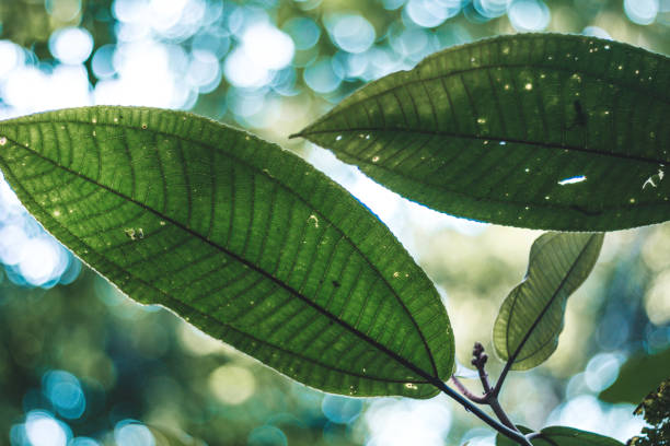 istock Close-up of Green Plant Leaf with Foliage Pattern Background 945606904