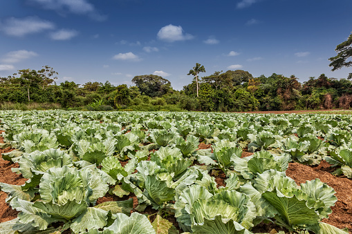 Rural plantación de coles en medio de la selva de cabinda. Angola, África. photo