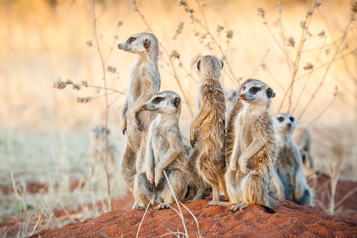 Close-up of a meerkats family. Mom carefully looks after her young.