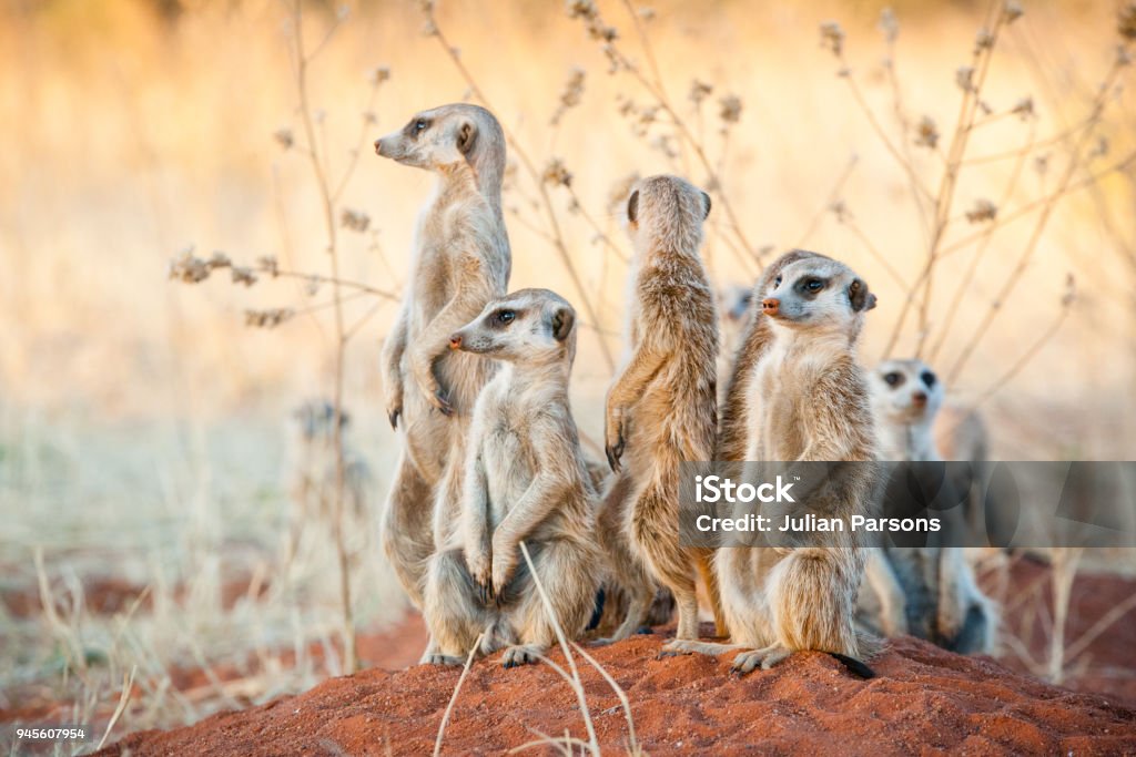 Group of meerkats A group of suricates stand guard outside their burrow system Meerkat Stock Photo