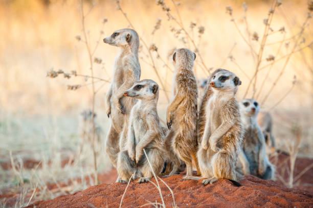 Group of meerkats A group of suricates stand guard outside their burrow system animal family stock pictures, royalty-free photos & images