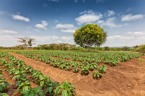 Plantación rural en medio de la selva de cabinda. Angola, África. photo