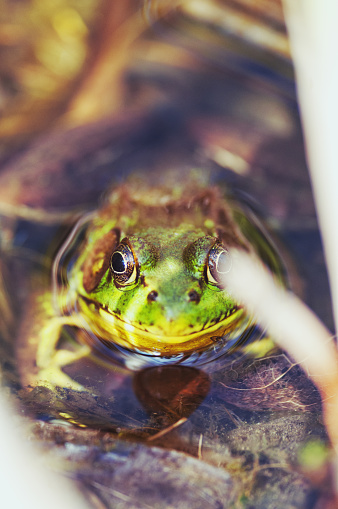 Green frog (Lithobates clamitans) in a small pond.