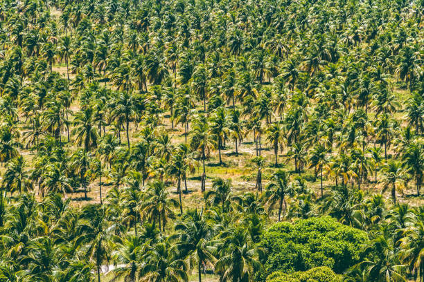 кокосовая текстура - green woods forest southern brazil стоковые фото и изображения