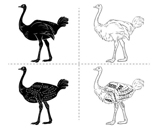 istock ostrich meat cuts with elements and names. Isolated black on white background. Butcher shop. 945626582