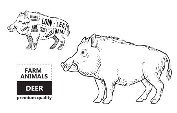 ilustraciones, imágenes clip art, dibujos animados e iconos de stock de cerdo salvaje, carne de caza jabalí cortado esquema diagrama - elementos en la pizarra - jabalí cerdo salvaje