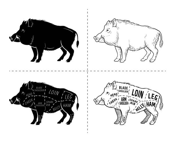 illustrations, cliparts, dessins animés et icônes de des porcs sauvages, viande de gibier sanglier coupe schéma de diagramme - éléments situé sur le tableau noir - sanglier