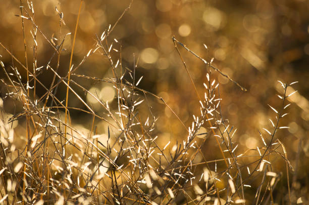 istock Icy glowing tips of dry stalks 945628926
