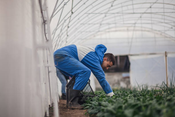 istock Young farmer in greenhouse 945635338